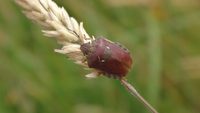 Tortoise bug (Eurygaster testudinaria) sitting on a dry ear of grass