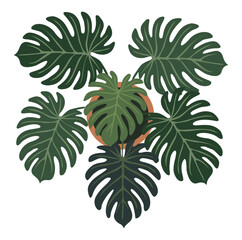 Philodendron plant seen from above, with large heart-shaped leaves in a modern botanical layout. Flat detailed vector illustration isolated on transparent background. © Creative_Juice_Art