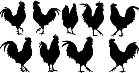 Collection of rooster silhouettes in various poses and angles black silhouettes on white background silhouette © PIXAVIVE