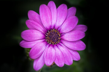 Obraz premium Purple flower macro with vibrant petals and dark natural background