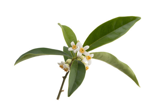 Delicate branch of osmanthus flowers with green leaves, isolated. Symbolizing autumn, sweet fragrance, asian flora, and natural ingredients