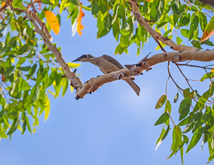 Silver Crowned Friarbird Perching in a Tree
