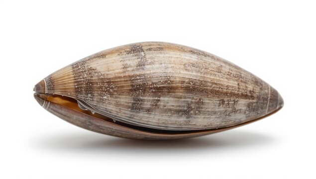 The kijing mussel, found in lakes and freshwater, is often consumed