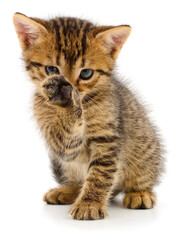 Adorable tabby kitten washing its face isolated on white background