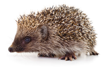 Small prickly hedgehog isolated on white background
