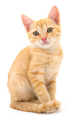 Ginger tabby kitten sitting isolated on white background