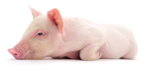 Small pink piglet lying down isolated on white background