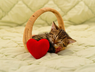 Sleeping tabby kitten in a basket with a red heart
