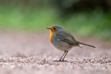 Fototapeta premium Garden Birds. Robin Erithacus rubecula in the wild