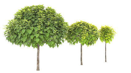 Various types of tree branch plants bushes shrub and and small plants	
