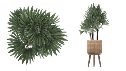 cactus and indoor plant