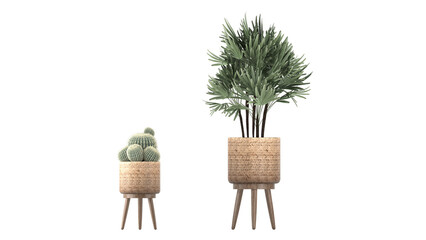 cactus and indoor plant