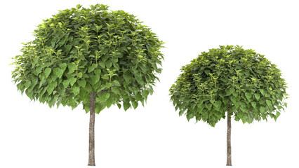 Various types of tree branch plants bushes shrub and and small plants