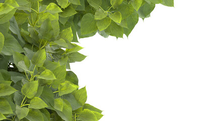 Various types of tree branch plants bushes shrub and and small plants