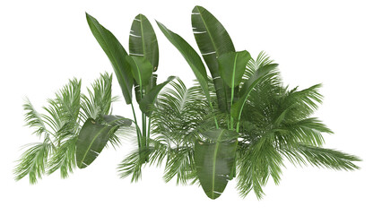 bird of paradise and small plant isolated