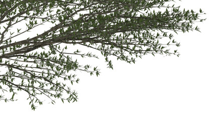 Various types of tree branch plants bushes shrub and and small plants	
