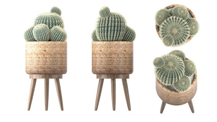 cactus and indoor plant