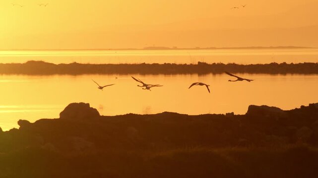 A group of flamingos, startled by presence, take off and fly in silhouette against a stunning orange sunset sky in slow motion.