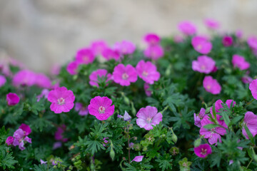 Obraz premium Close up of bloody geranium (geranium sanguineum) flowers in bloom