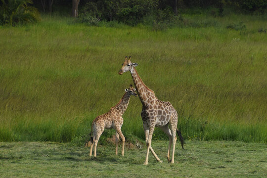 A giraffe and a baby giraffe in a nature reserve in Zimbabwe.
