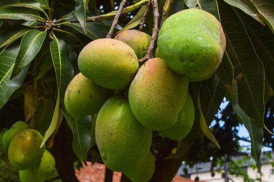 Mangoes growing on a tree