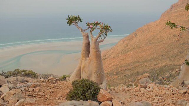 A Socotra Desert Rose (Bottle Tree) with a thick swollen trunk and vibrant pink blossoms grows among rocks in an arid environment, showcasing unique adaptation to harsh desert conditions, POV walking