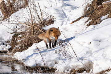 Obraz premium A beautiful wild red fox with thick fur hunting and walking on a bright snowy hill during a sunny winter day.