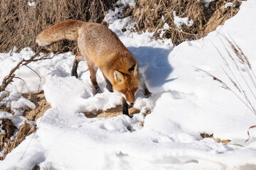 Obraz premium A beautiful wild red fox with thick fur hunting and walking on a bright snowy hill during a sunny winter day.