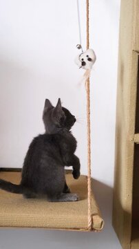 gray kitten playing with a cat toy with feathers