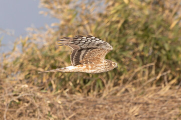 河川敷を飛翔するハイイロチュウヒのメス