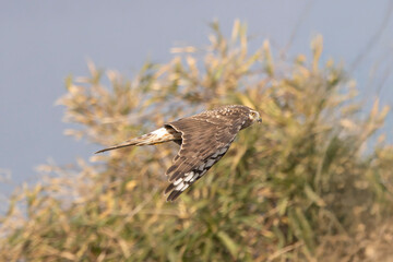 河川敷を飛翔するハイイロチュウヒのメス