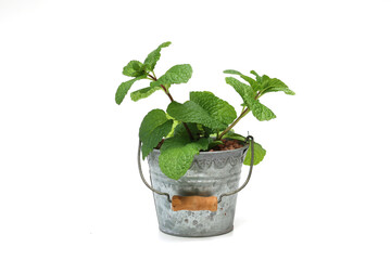 白背景の鉢植えののミント