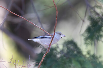 枝にとまるシメ