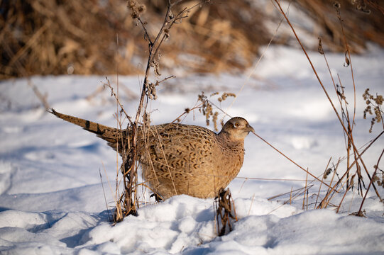 A female pheasant with mottled brown plumage walking through white snow in a winter field, surrounded by dry vegetation.