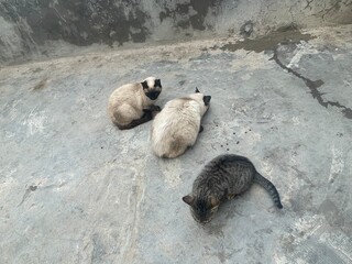 Domestic Cats Eating Food on Rooftop