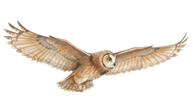 Brown owl in flight with spread wings. Detailed bird of prey isolated on white background for nature books, wildlife posters, and educational designs. Vector illustration.