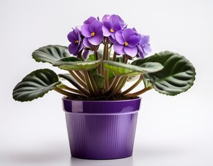 african violet in purple pot on white background