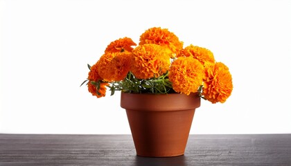 marigold bouquet in terracotta pot on white background