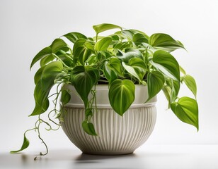 pothos plant cascading from ceramic pot on white background