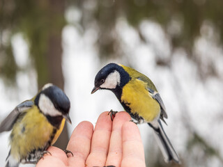 Obraz premium A tit sits on a man's hand and eats seeds.