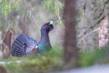 Male Western capercaillie (Tetrao urogallus)