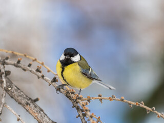 Obraz premium Cute bird Great tit, songbird sitting on a branch without leaves in the autumn or winter.
