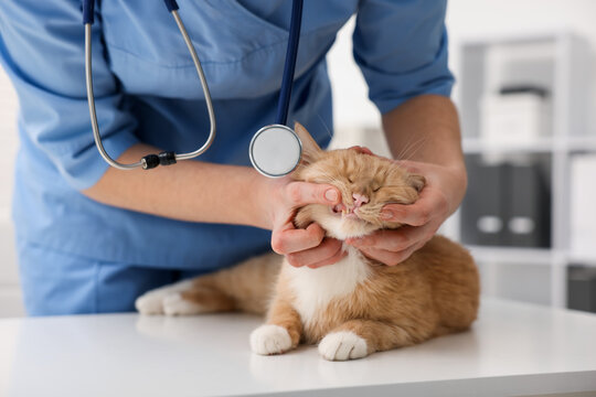 Professional veterinarian with cute ginger cat in clinic, closeup