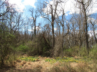 The first signs of spring, emerge with the blooming of the bright, yellow, wild daffodils, growing within the woodland forest. Bombay Hook National Wildlife Refuge, Kent county, Delaware. 