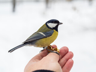 Obraz premium A tit sits on a man's hand and eats seeds.