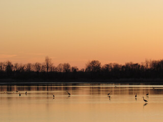 The sights and sounds of the wetlands, during the evening twilight, enables a calming connection to the natural beauty of our world. Bombay Hook National Wildlife Refuge, Kent County, Delaware.    