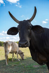 black bull with large horns