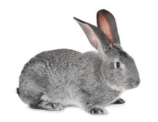 Obraz premium Cute fluffy Easter bunny isolated on white