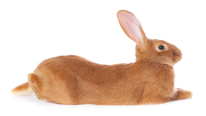 Fototapeta premium Cute fluffy Easter bunny isolated on white