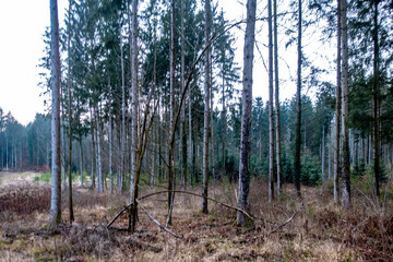 Wiederaufforstung im Mischwald
